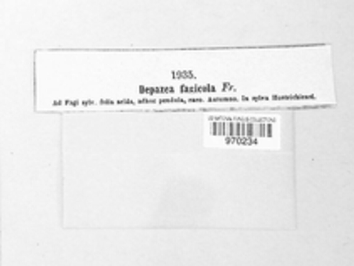 Sphaerella image